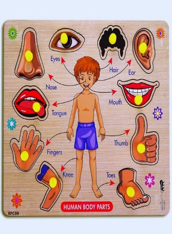 RPC99 Wooden Body Parts Learning Puzzle Board Game with Knobs, Educational Activity Chart for Kids - Image 4